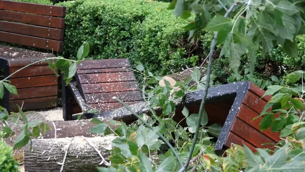 Trabzon’da rüzgar alarmı! Meydan Parkı’nda ağaç devrildi