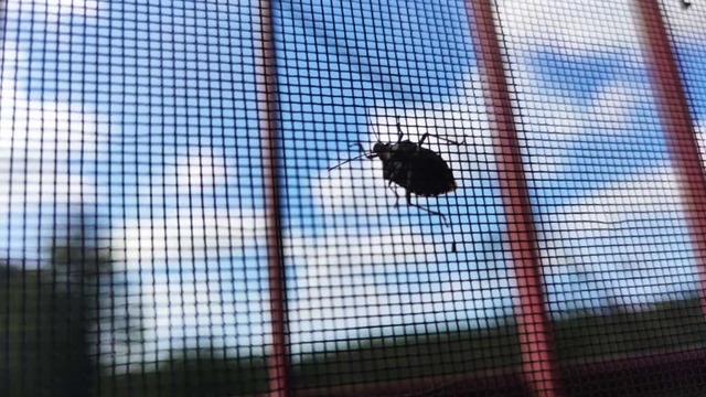 Trabzon Büyükşehir Belediyesi uyardı! Kokarca evlerinize girmesin