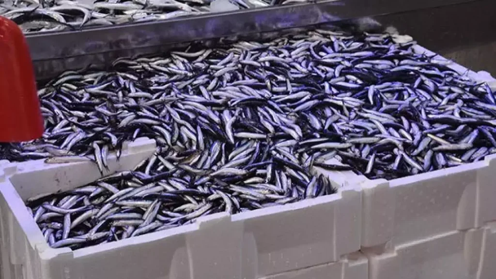 Karadeniz’de hamsi bolluğu