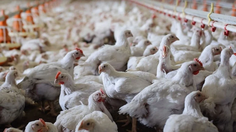 Türkiye’den Çin’e 200 milyon dolarlık tavuk ayağı hamlesi: “2-3 kat fazla döviz getirir”