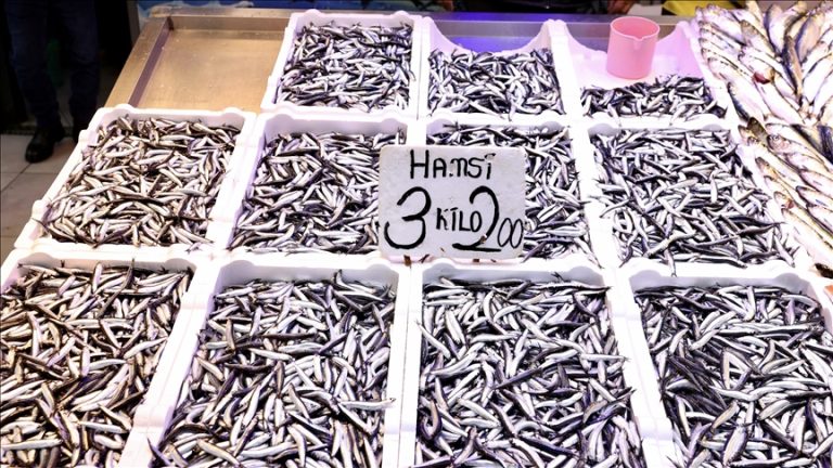 Trabzon’daki balıkçı tezgahlarında hamsinin kilogramı 75 liradan satılıyor