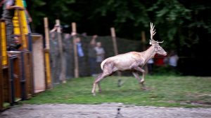 Nesli tehlike altındaki kızıl geyikler İstanbul’da koruma altında çoğaltılıyor