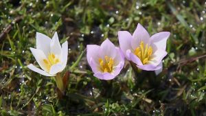 Muş Ovası’ndaki bazı araziler “baharın habercisi” çiğdemlerle renklendi